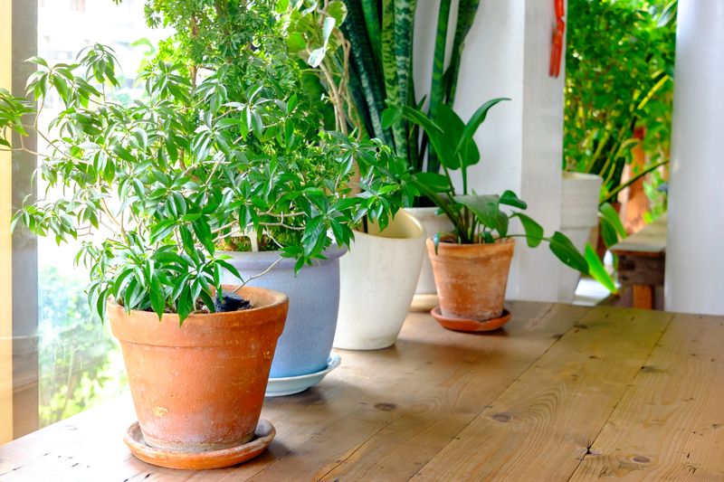 What a spider plant can actually do