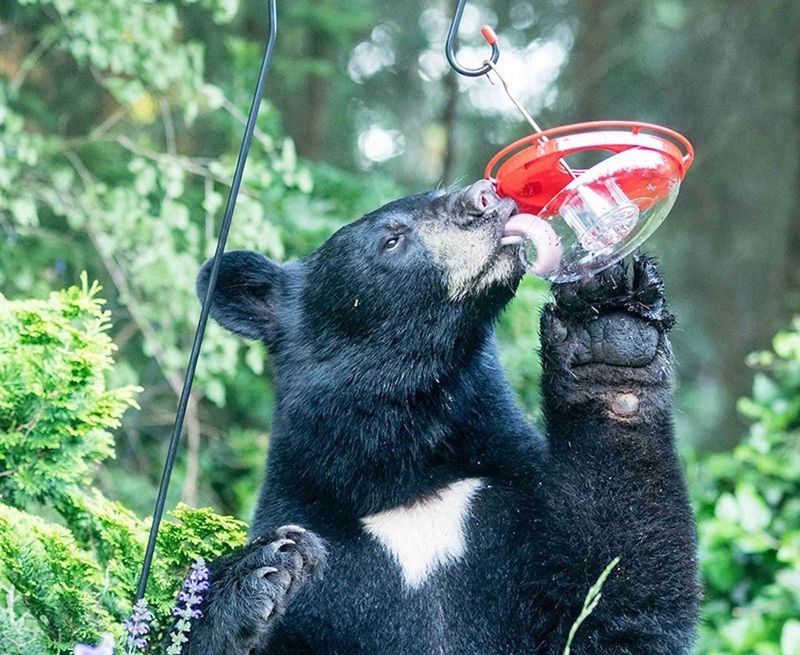 Bears