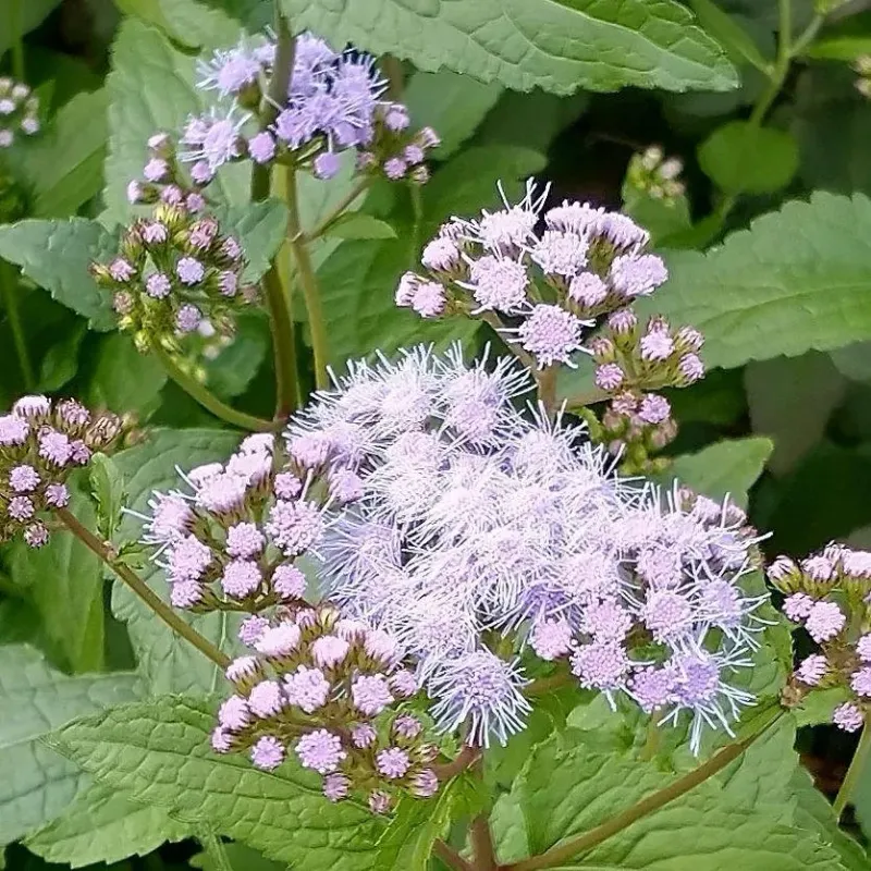 Blue Mistflower (Conoclinium coelestinum)