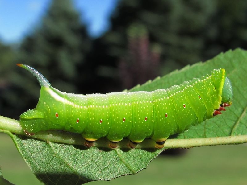 Caterpillars may need a different part of the yard