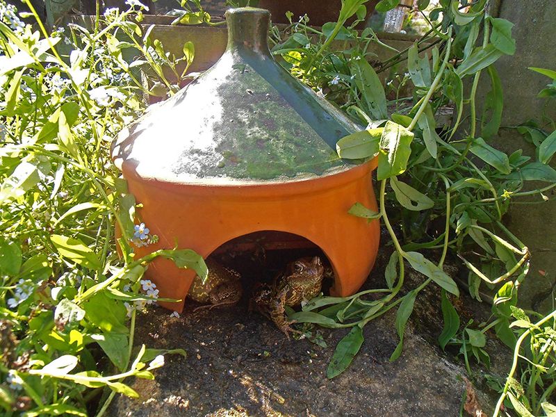 Make the porch safer without harming frogs
