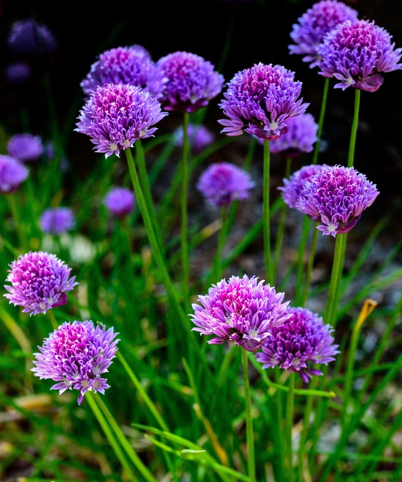 Chives offer garden value without proven peony benefits