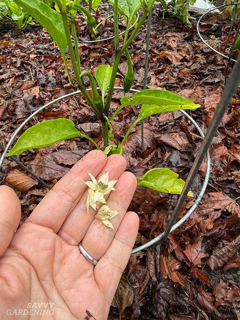 Separate blossom drop from blossom-end rot