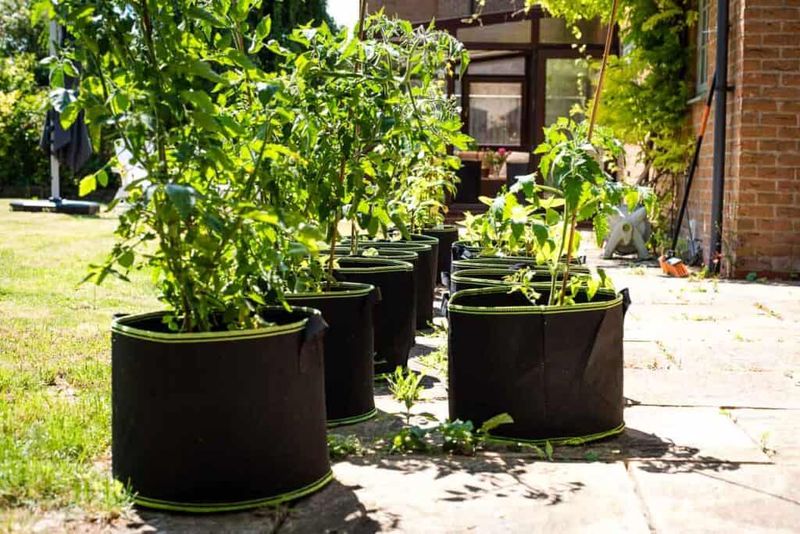 Sun and regular moisture keep the container on track