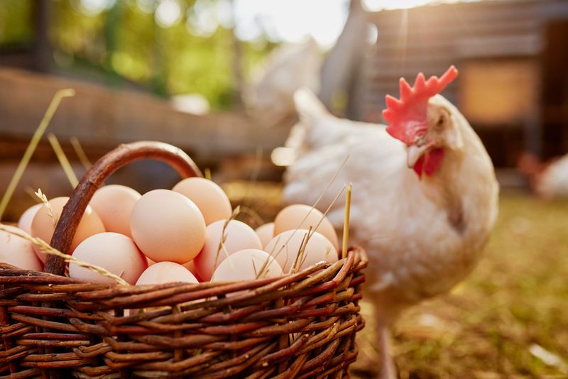 Eggs