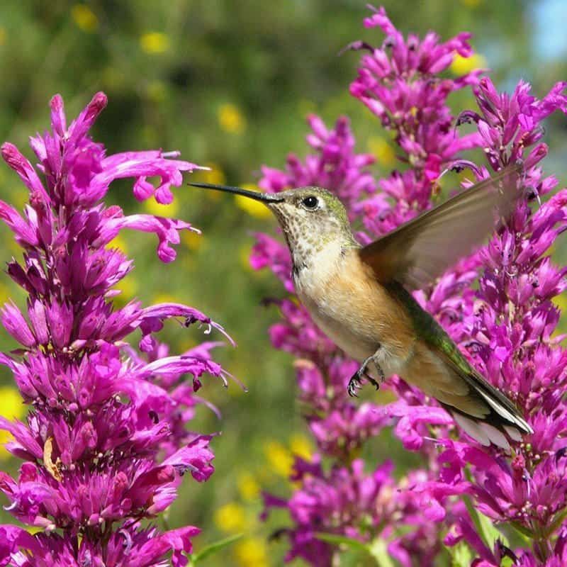 Flowers Attract; Shrubs and Trees Provide Cover