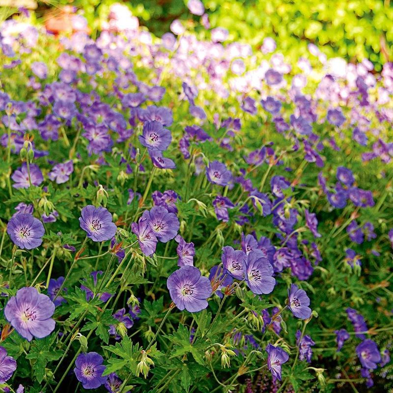 Hardy Geraniums (Cranesbill)