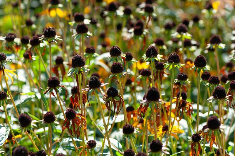 Mistake: Ignoring Deadheading or Poor Pruning Habits