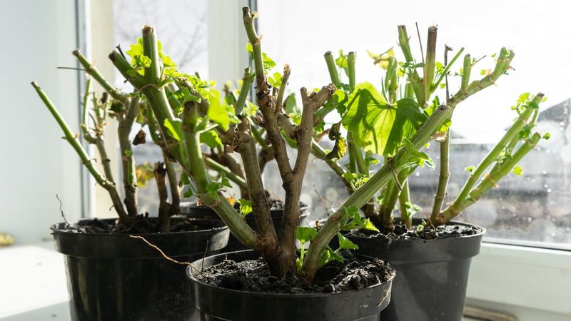 Stop Feeding While Overwintering