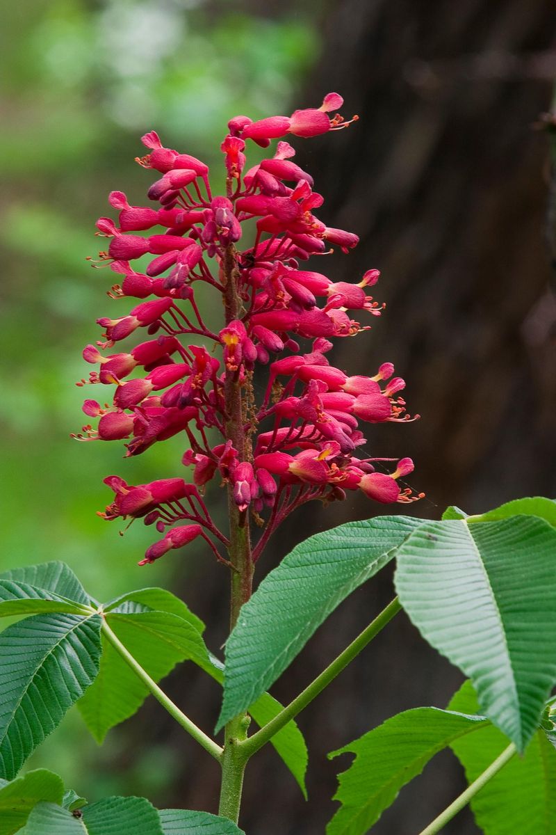 Red Buckeye (Aesculus pavia)