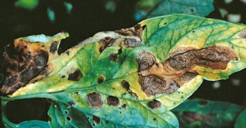 Fungal Diseases Weakening the Plant