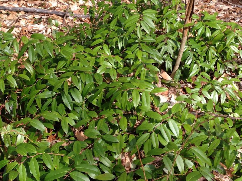 Build the planting as a layered understory