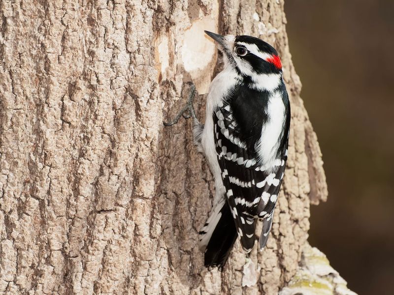 Downy Woodpecker