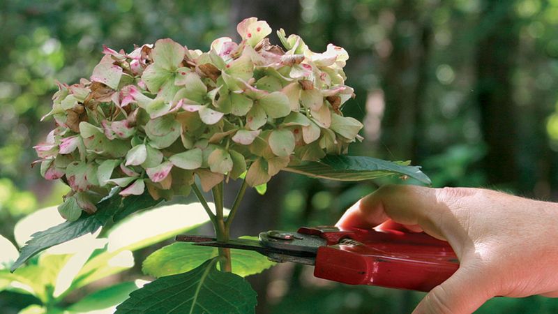 Prune old-wood types soon after flowering