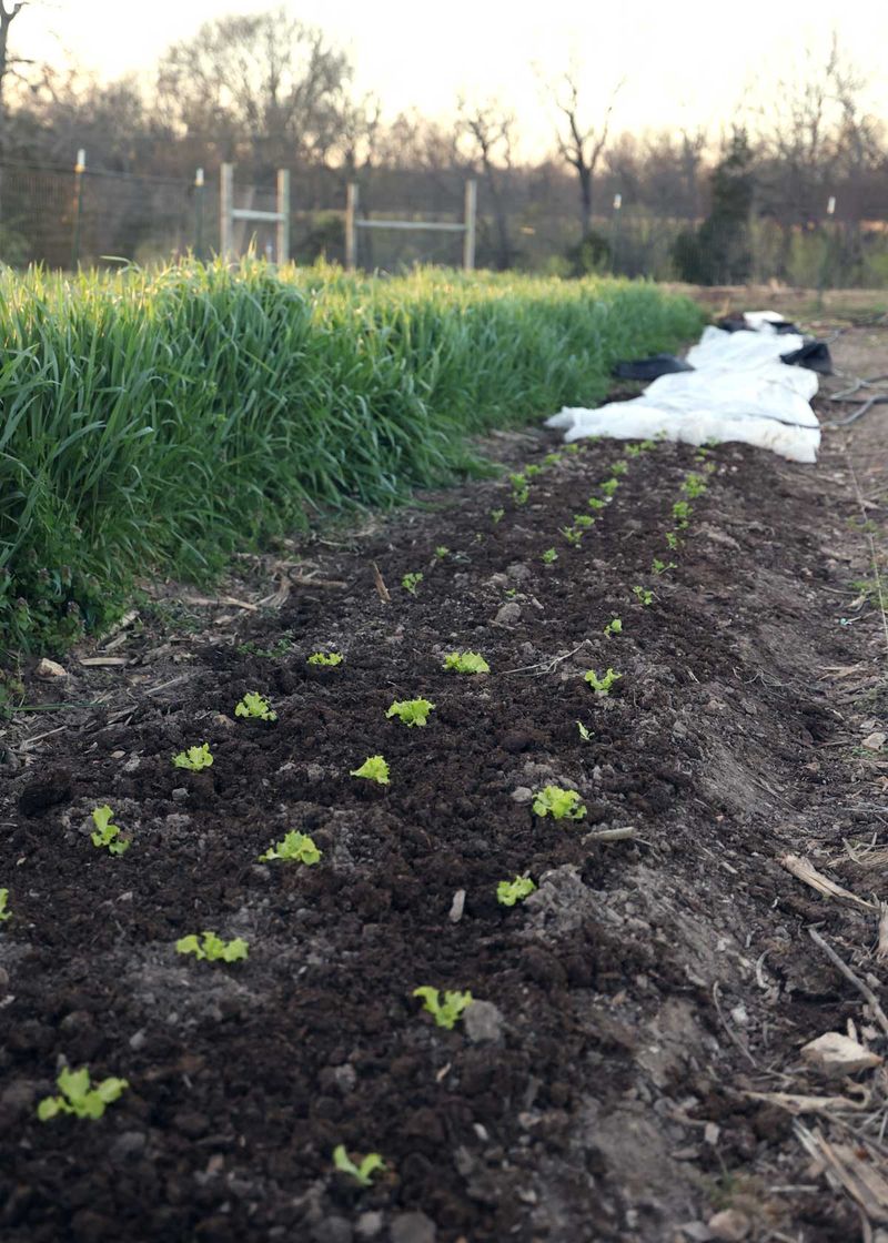 The seedbed may be too hot before the lettuce appears