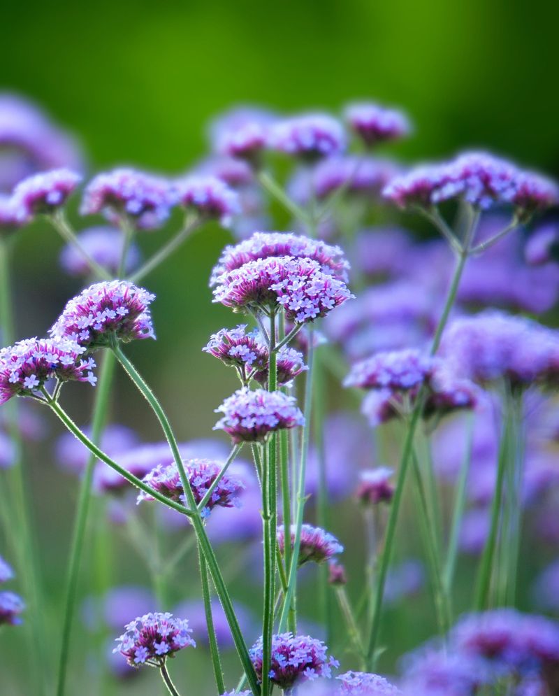 Tall Verbena