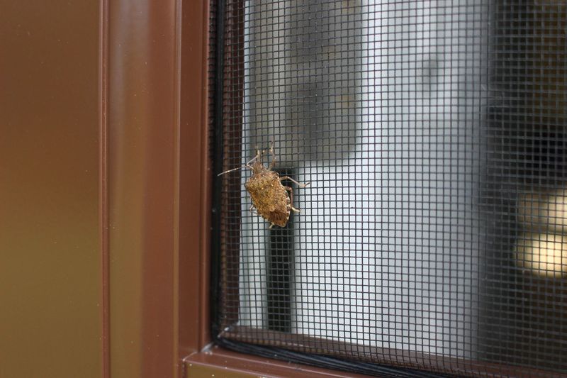 Bugs on a screen may still be outside