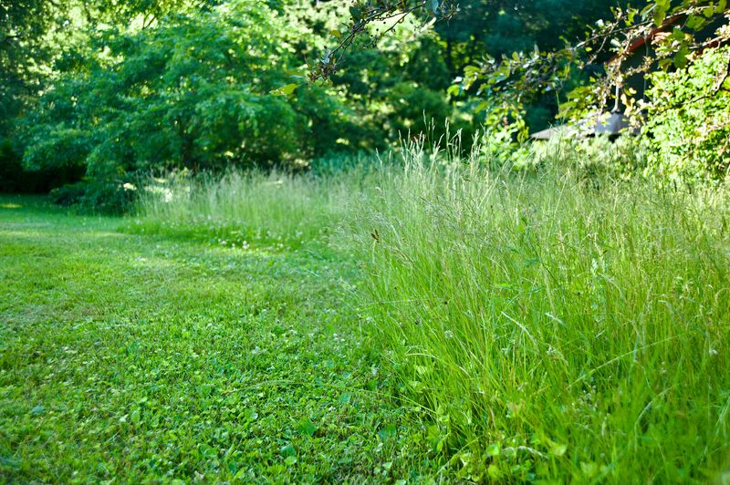 Areas of Unmowed or Taller Grasses