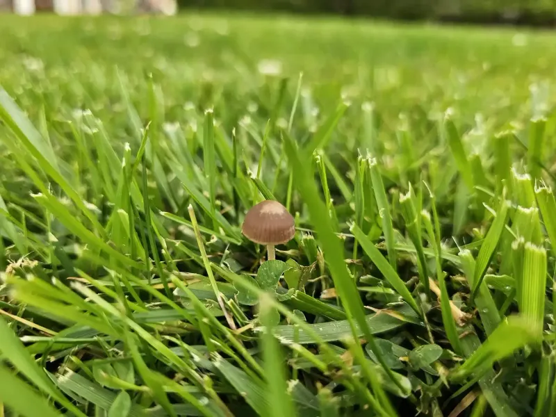 You Might Be Overwatering Your Lawn