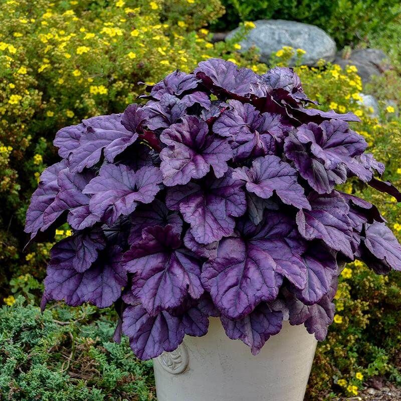 Coral Bells (Heuchera)