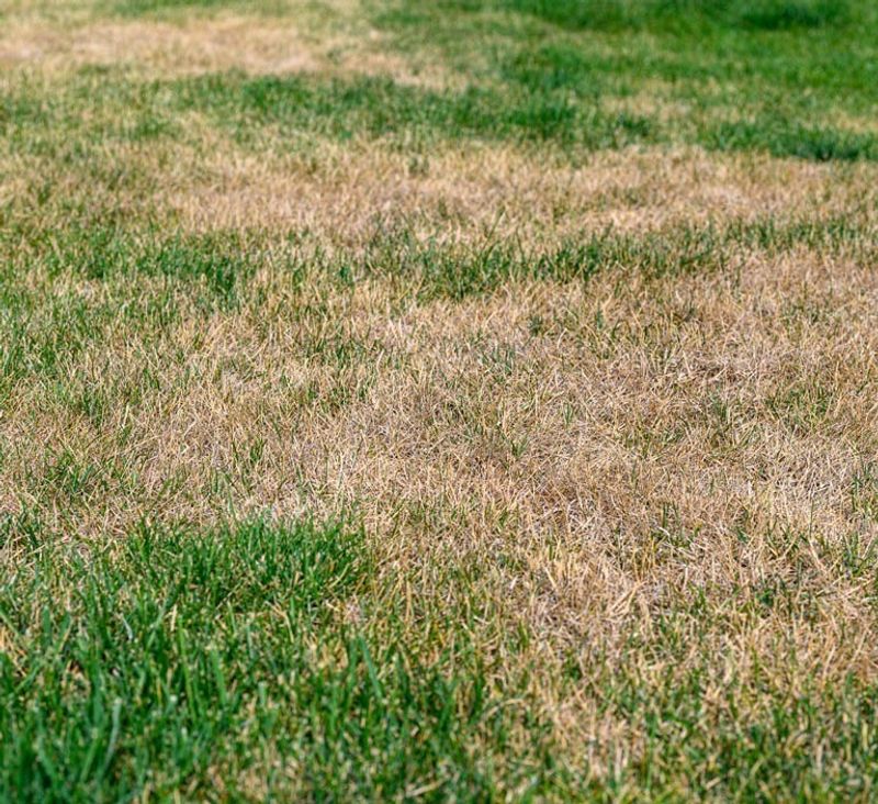 A brown patch is a symptom, not a diagnosis