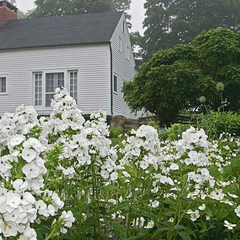 Garden Phlox