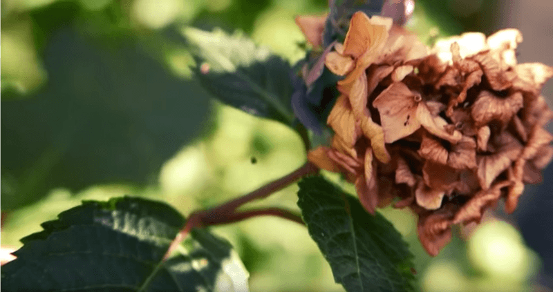 Deadheading Deeper Than the Spent Flower