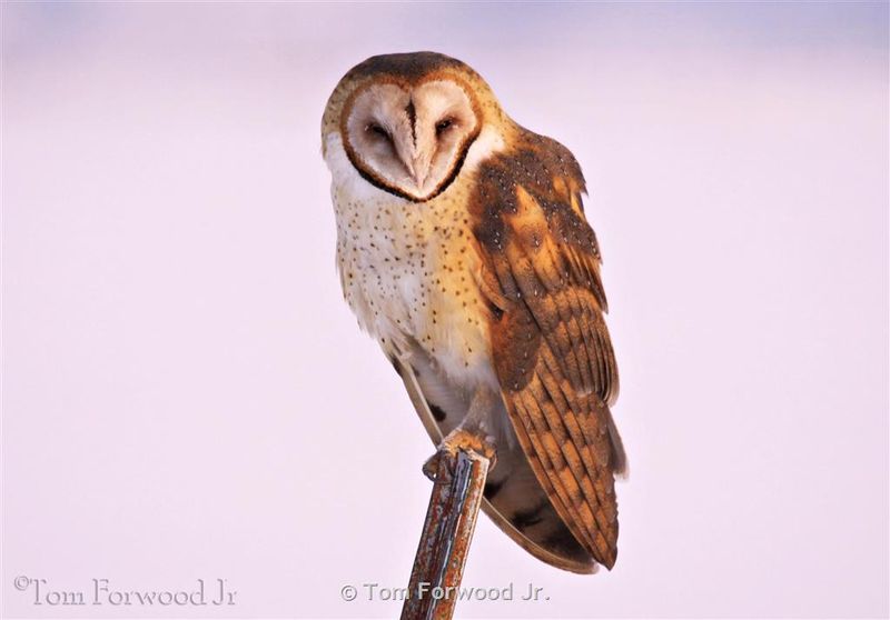 A Repeated Flight Path Is Evidence of Use, Not a Rodent Census