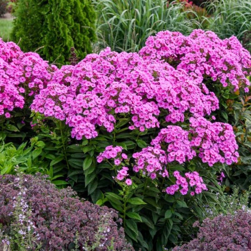 Tall Phlox (Phlox paniculata)
