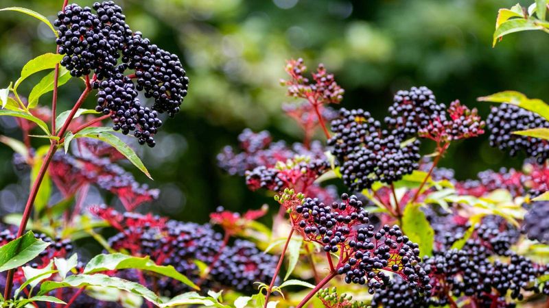 Elderberry