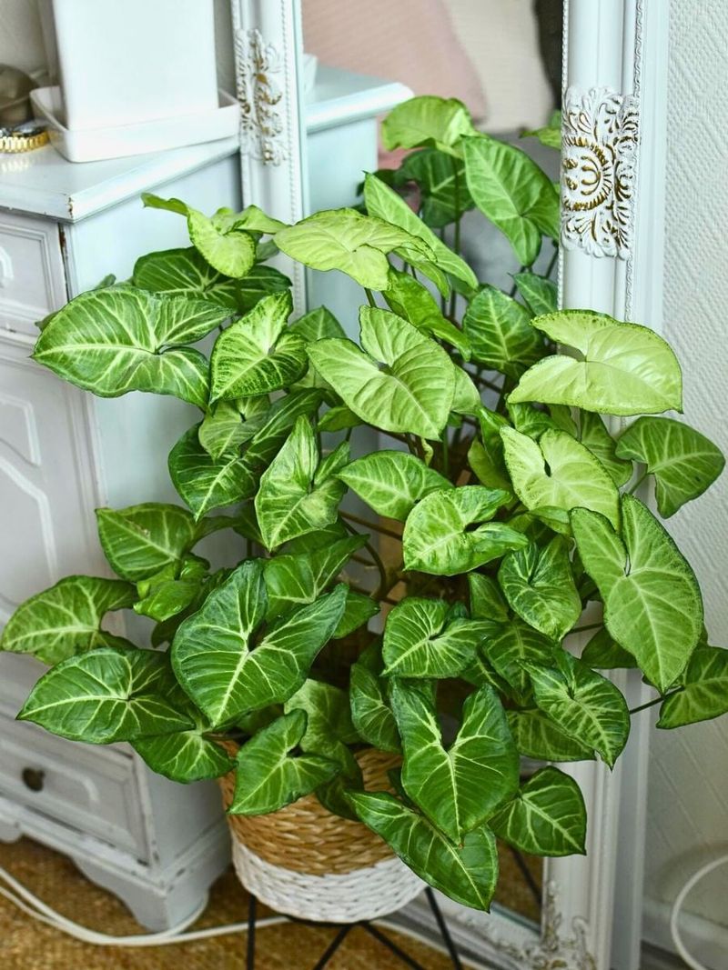 Arrowhead Plant