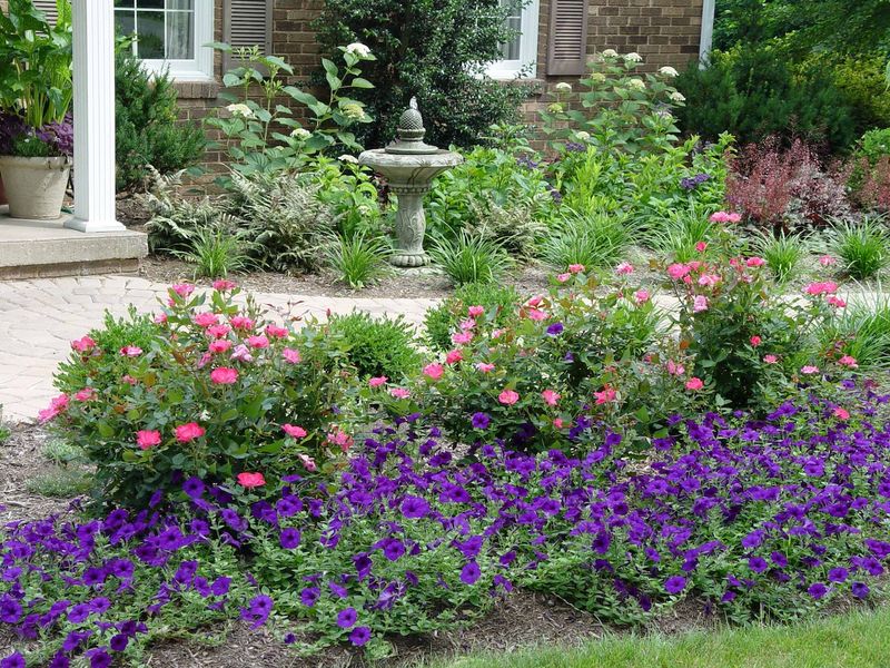 Petunias