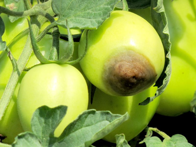 Planting Susceptible Varieties