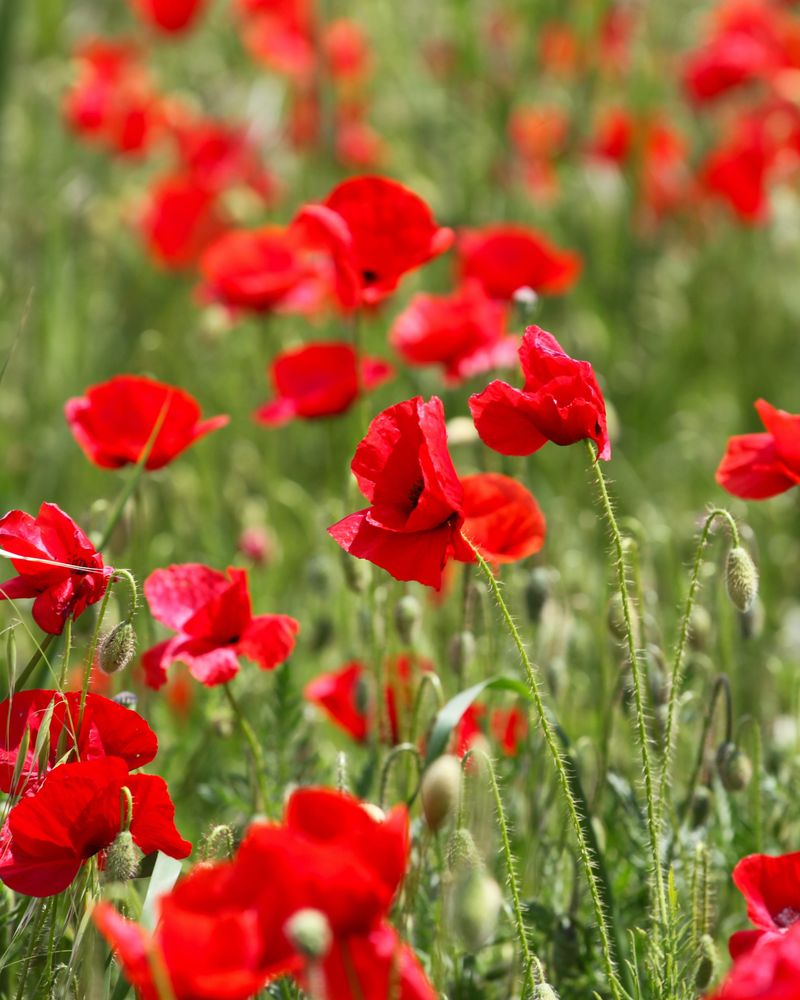 Annual Poppies