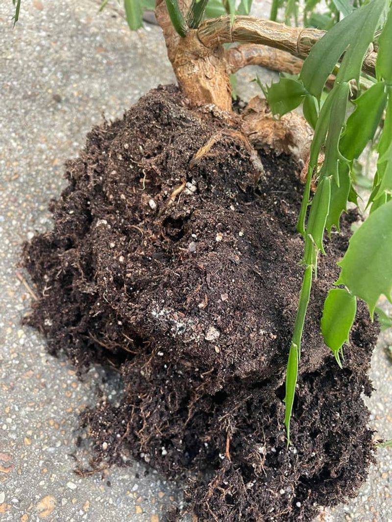 Treat wet-soil limpness as a possible root problem