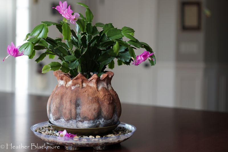 Keep the plant steady after buds appear