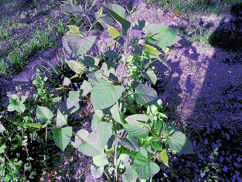 Invasive Plants