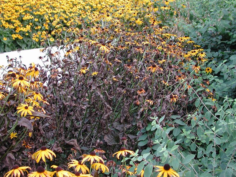 Rudbeckia (Black-Eyed Susan)