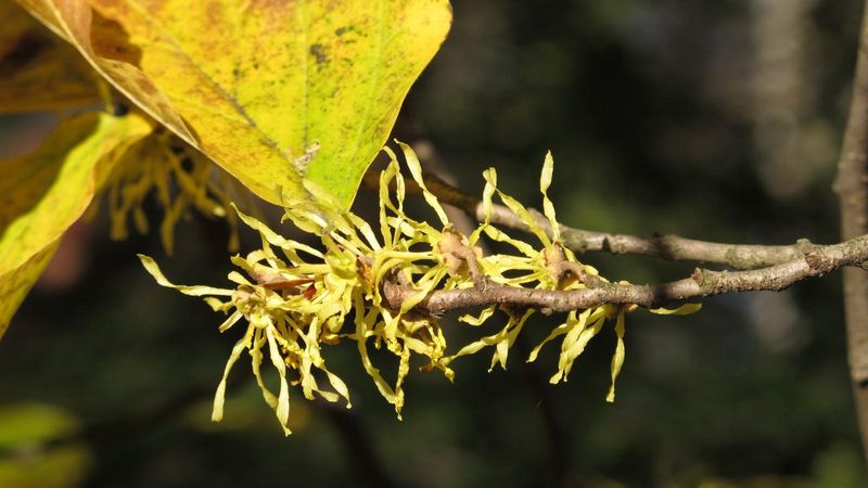 Common witch-hazel flowers as the garden winds down
