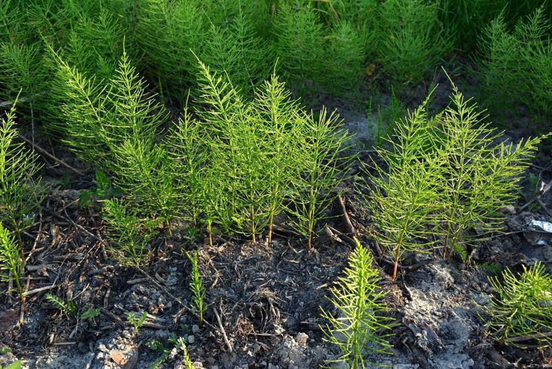 Horsetail (Equisetum arvense)