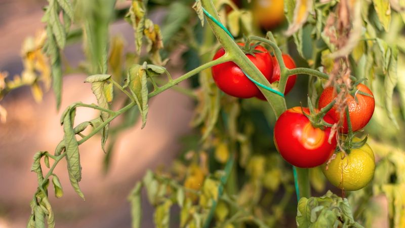 Water and temperature stress require a look at growing conditions