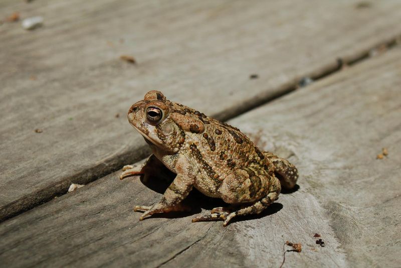 Leave the visitor in place and observe from a distance