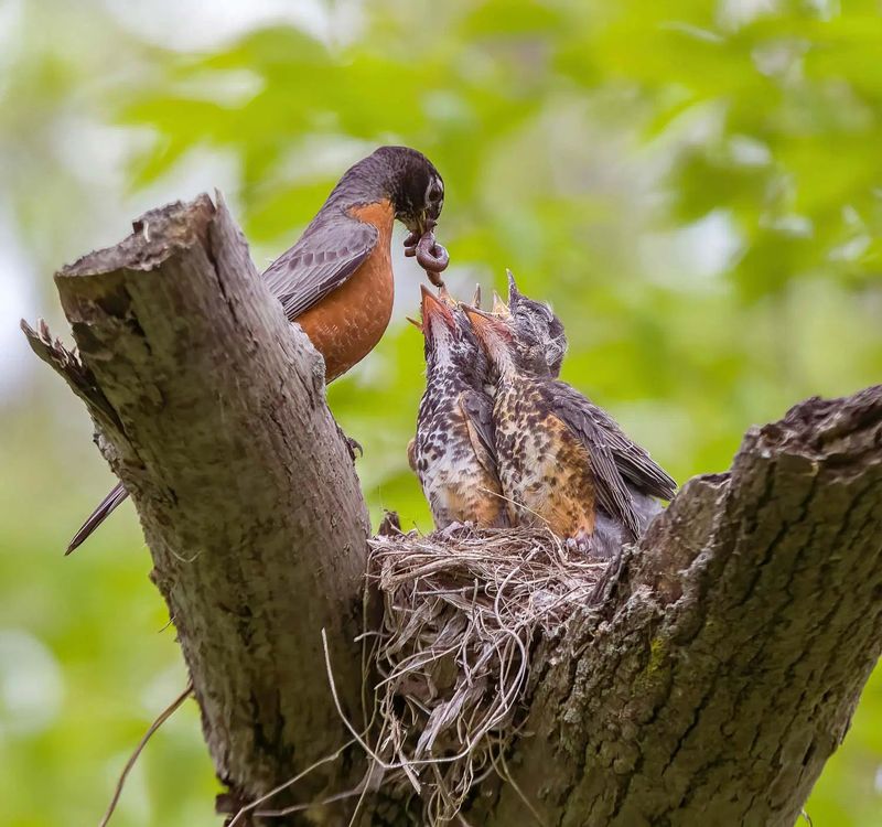 Do feeders put nearby nests at risk?