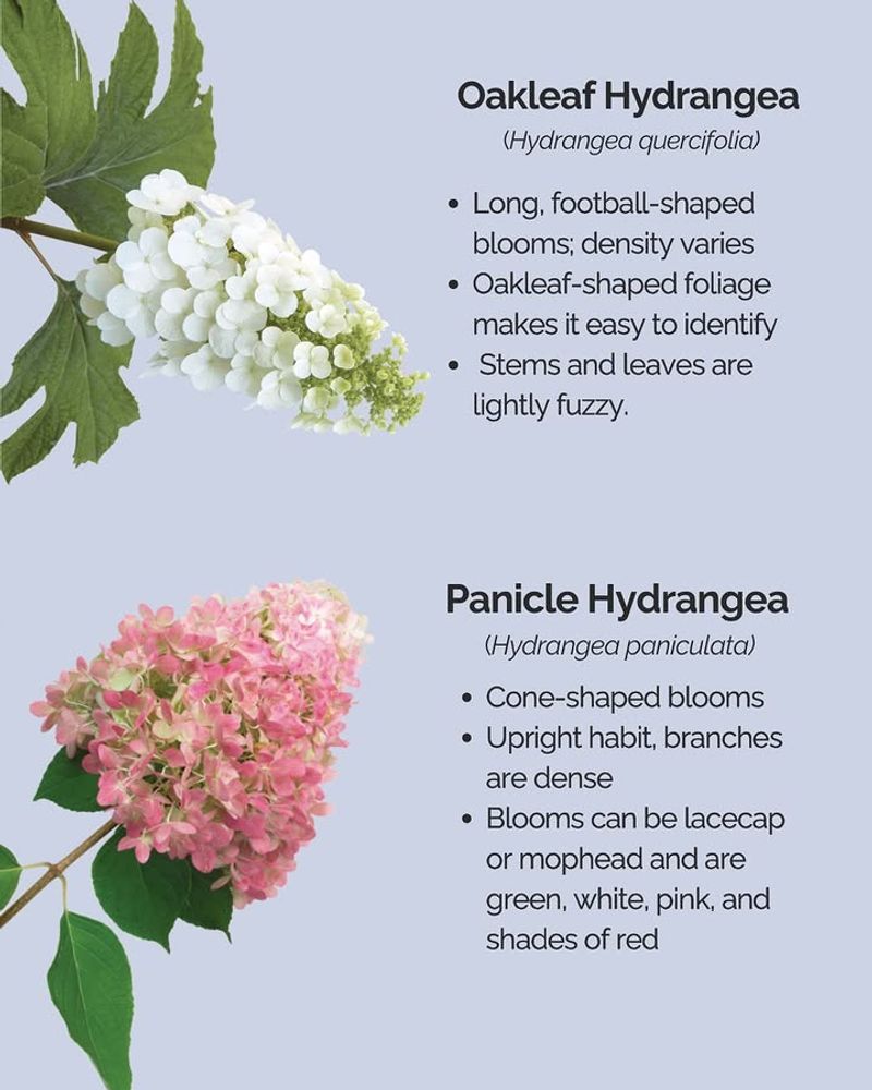 Identify the Hydrangea Before You Try to Fix It