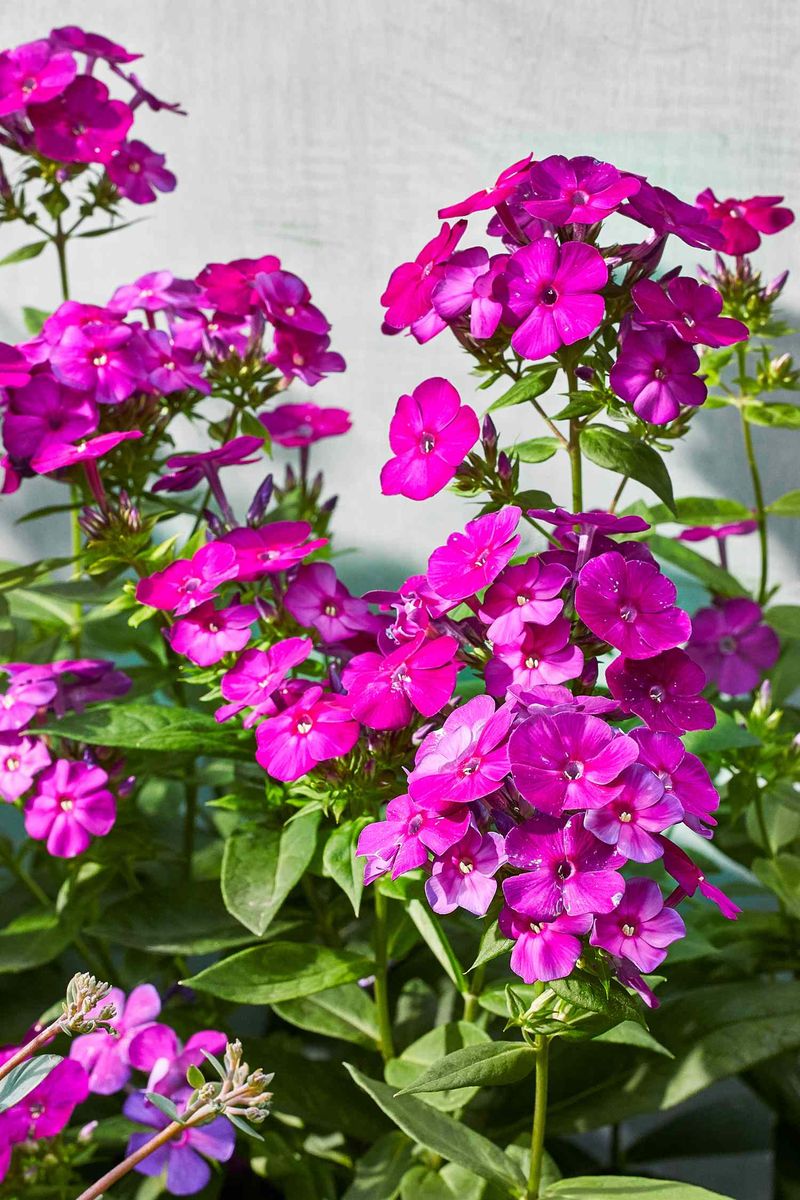 Bee Balm and Garden Phlox