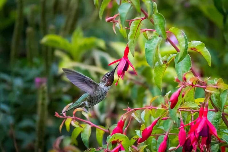 Hardy Fuchsia (Fuchsia magellanica)