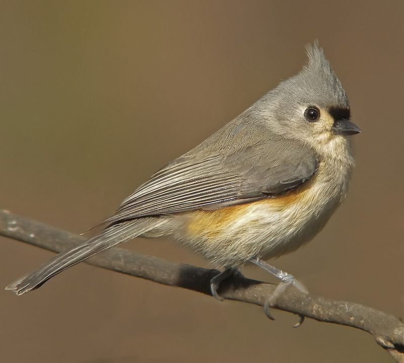Tufted Titmouse
