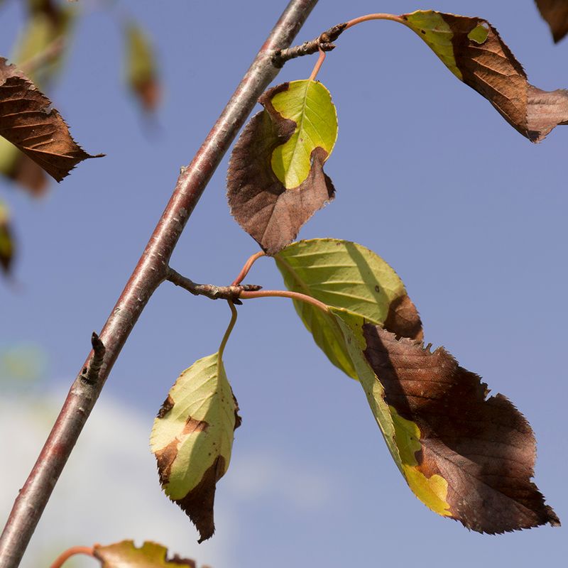 Is your tree changing for fall or showing stress?