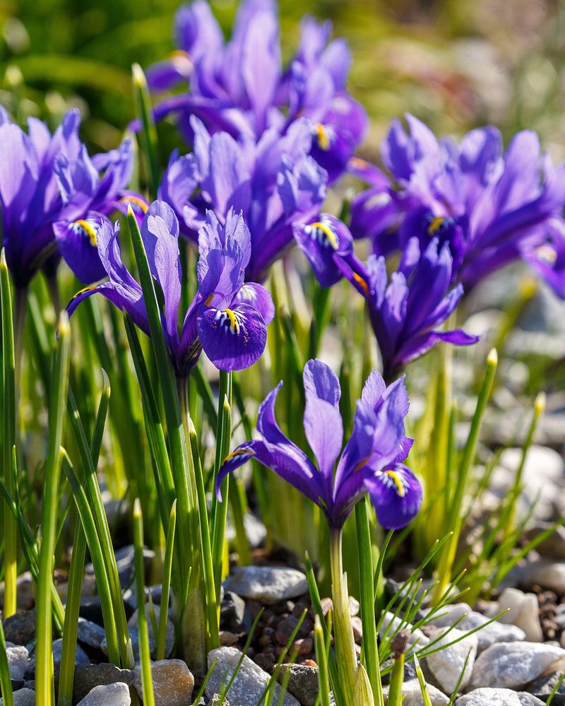 Dwarf Iris