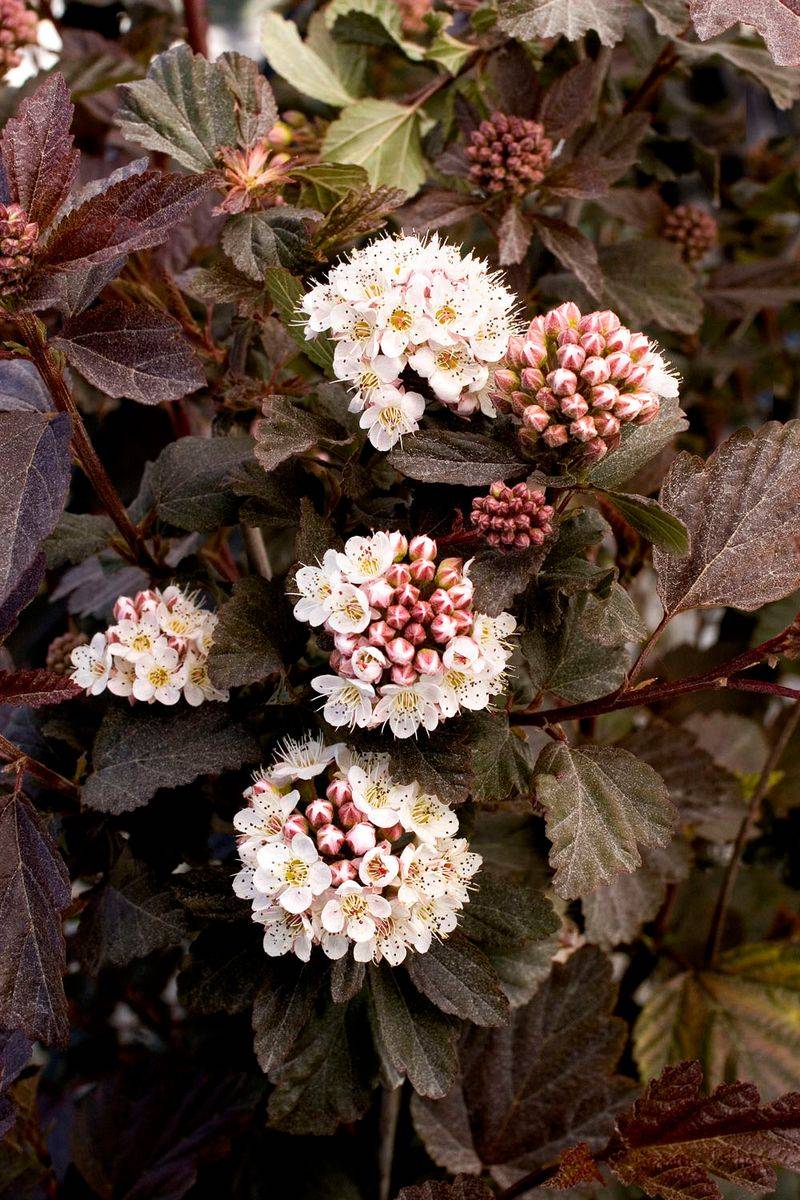 Ninebark (Physocarpus)